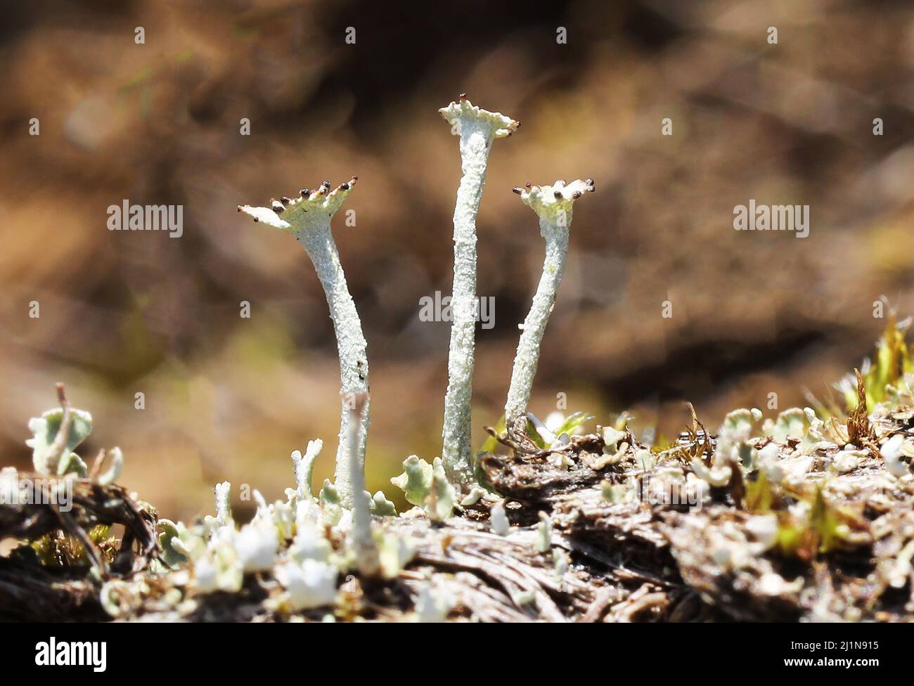 Lichen Galles Foto Stock