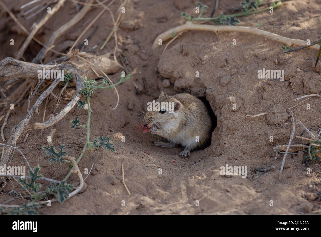 Indian Desert Jird, Indian Desert Gerbil, Meriones hurrianae, feed, Desert National Park, Jaisalmer, Rajasthan, India Foto Stock