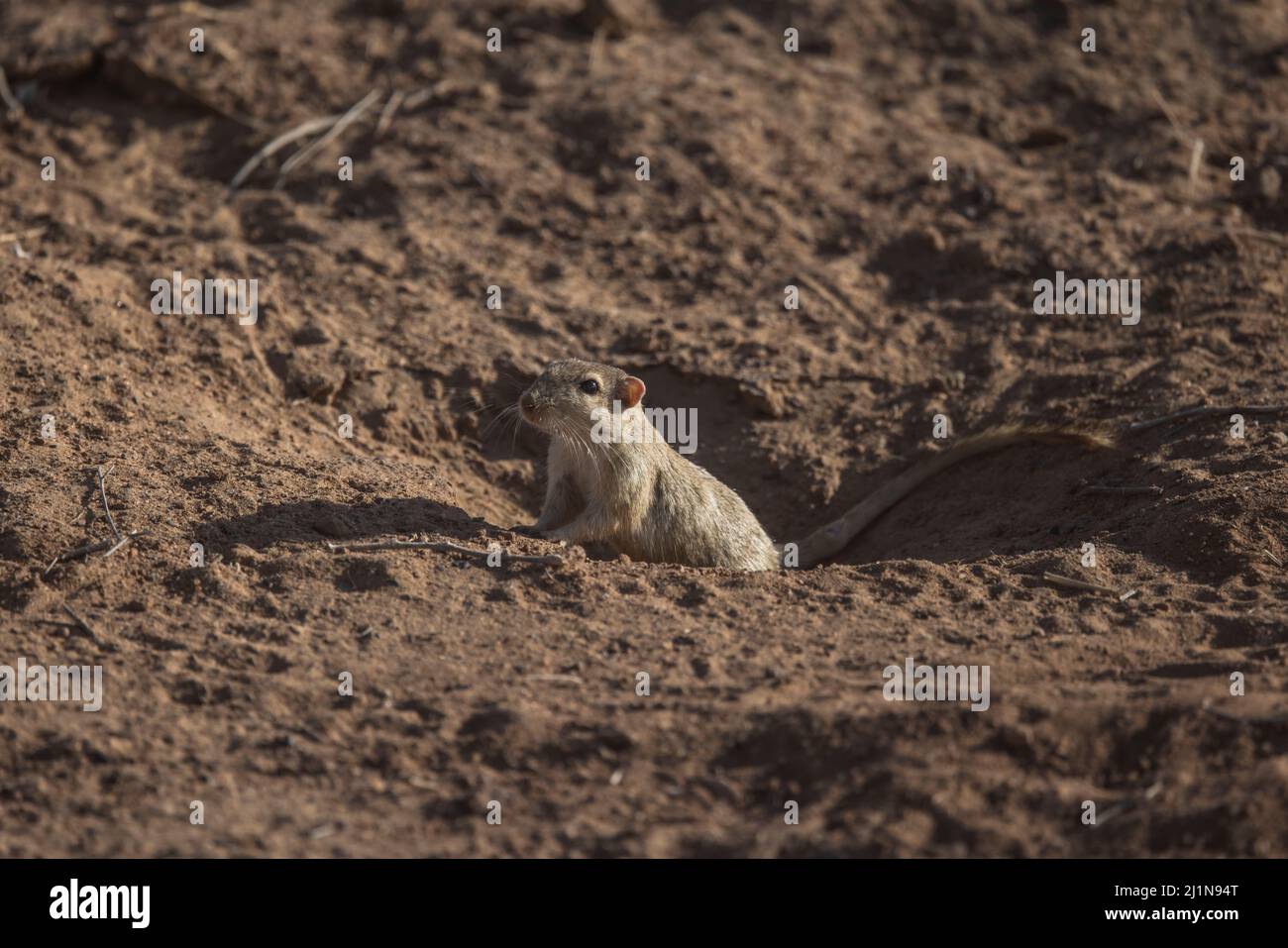 Indian Desert Jird, Indian Desert Gerbil, Meriones hurrianae, feed, Desert National Park, Jaisalmer, Rajasthan, India Foto Stock