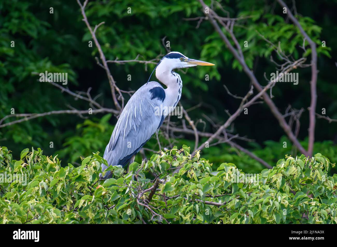 Grande airone grigio sull'albero. Uccello selvatico di guado con le gambe lunghe e becco sul ramo Foto Stock