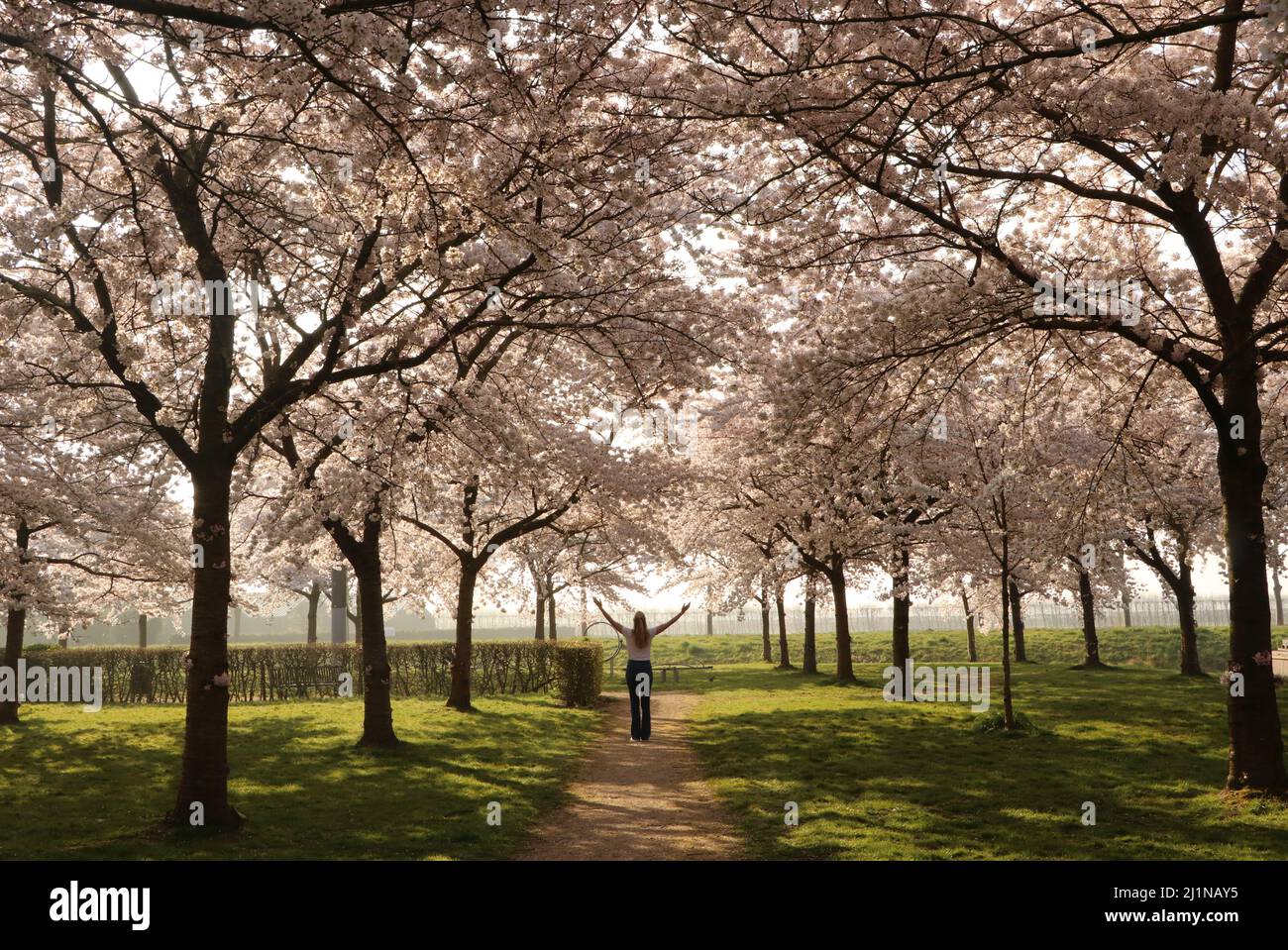 alberi giapponesi in fiore di ciliegio nel parco con una donna in piedi tra di loro Foto Stock