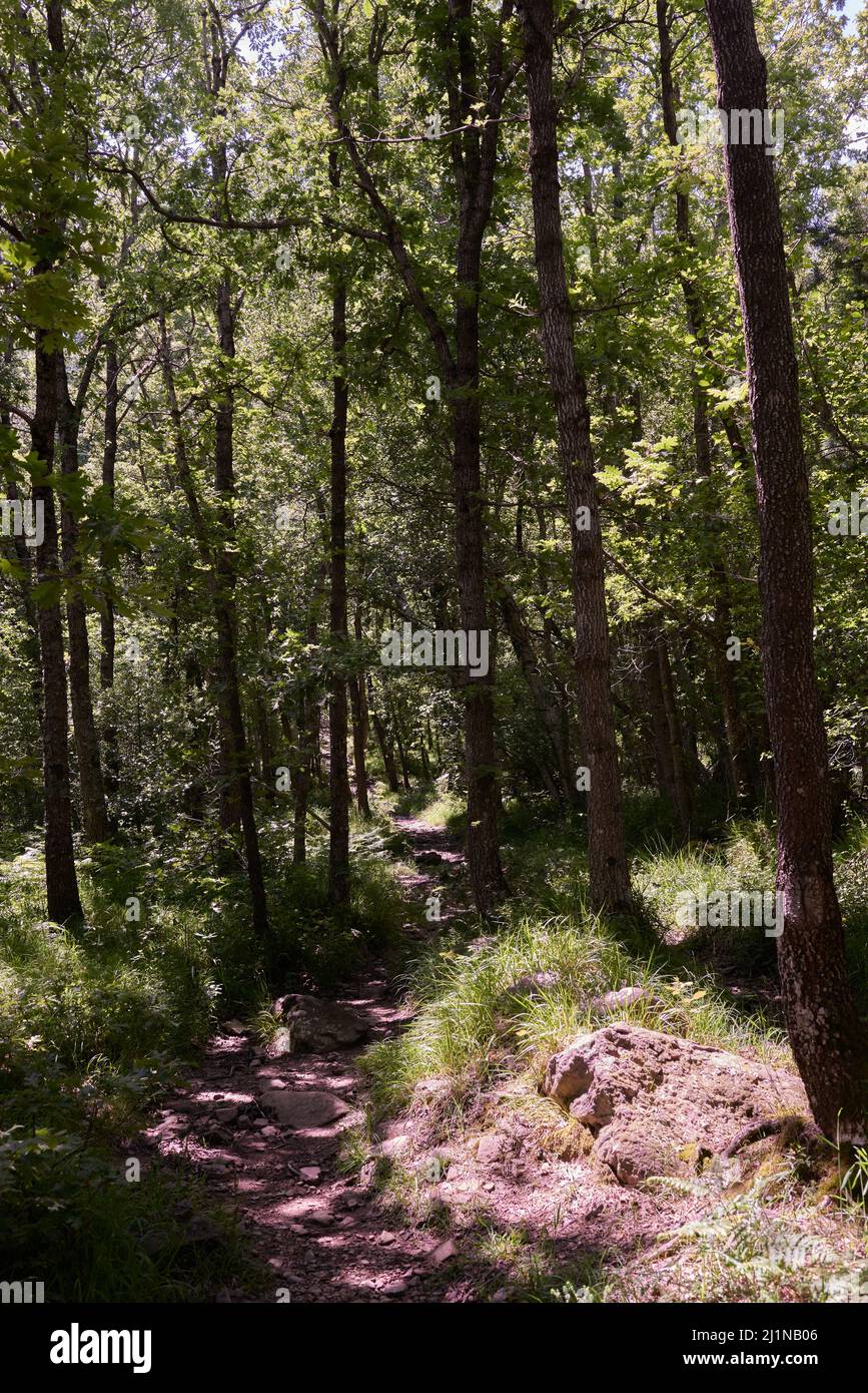 Un percorso nascosto attraverso le profondità della foresta Foto Stock
