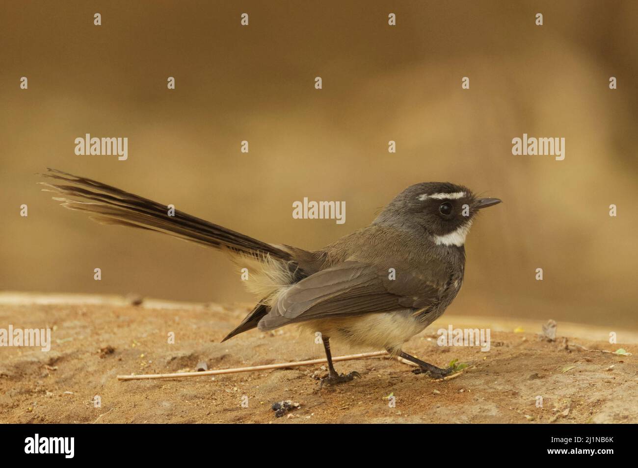 Fantasma a macchie bianche (rhipidura albicollis albogularis) a Gandhinagar, Gujarat, India Foto Stock