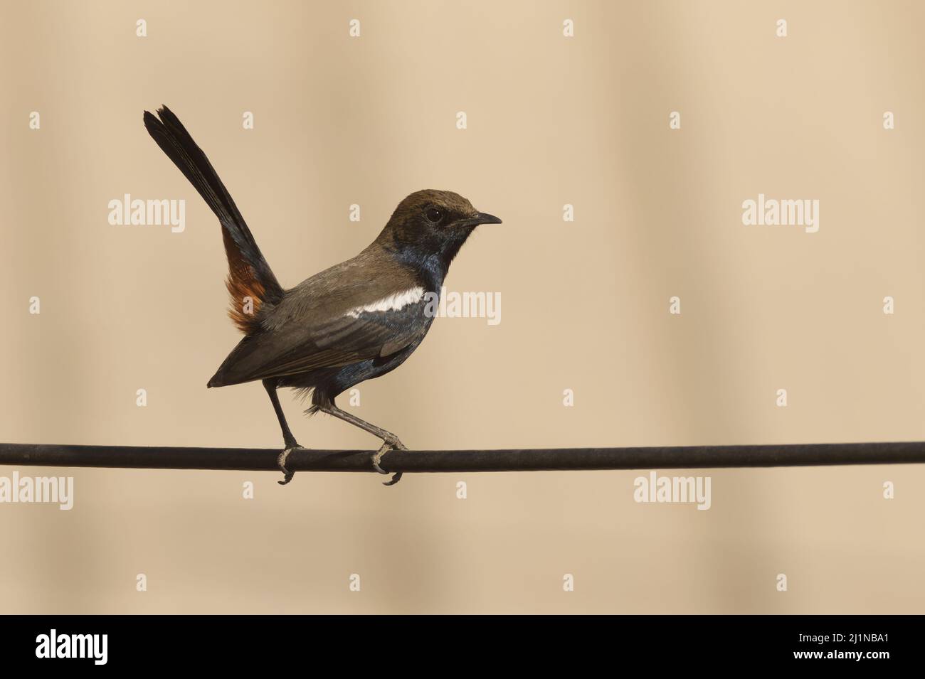 Robin indiano (Copsychus fulicatus) a Ahmedabad, Gujarat, India Foto Stock