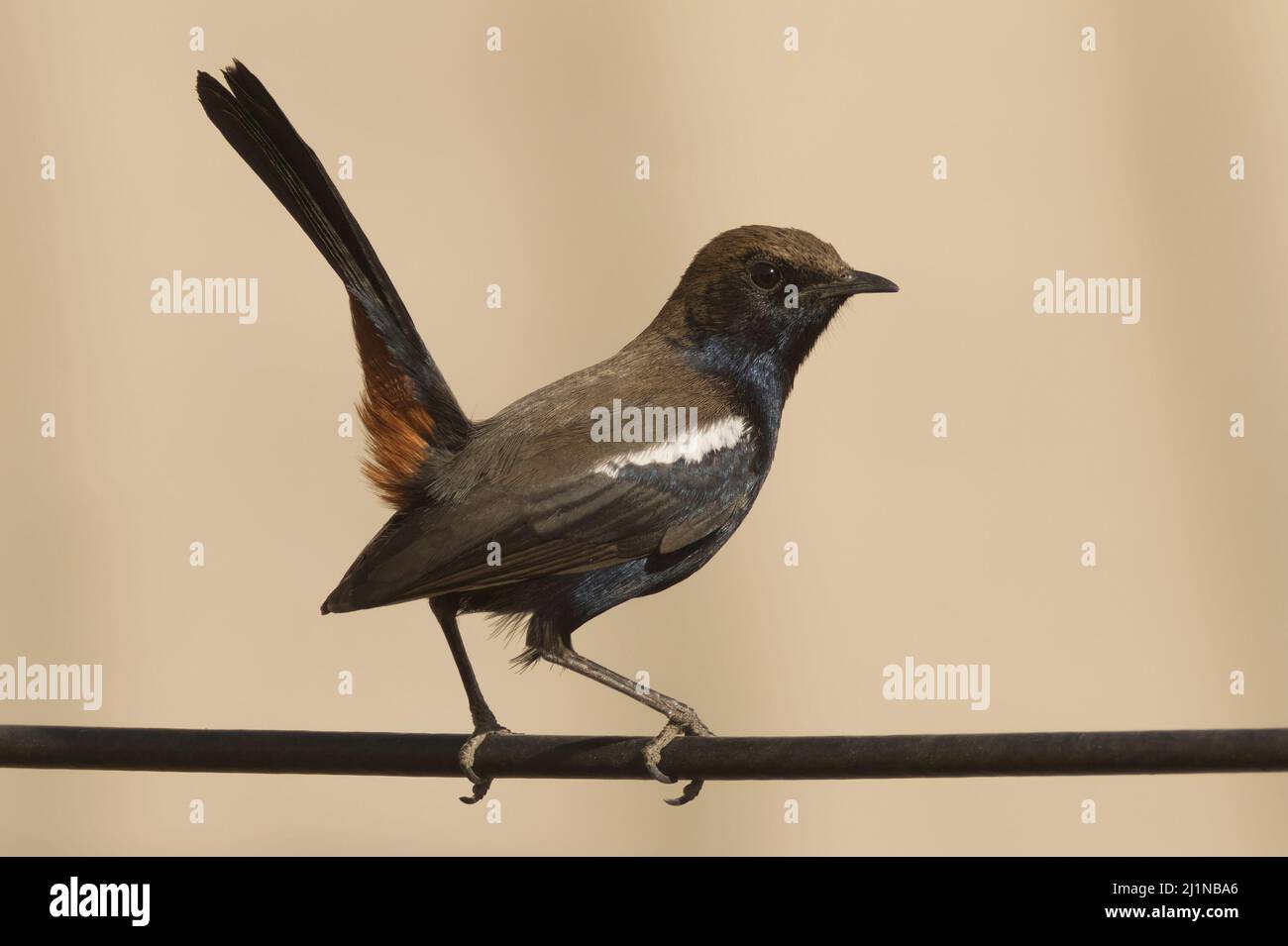 Robin indiano (Copsychus fulicatus) a Ahmedabad, Gujarat, India Foto Stock
