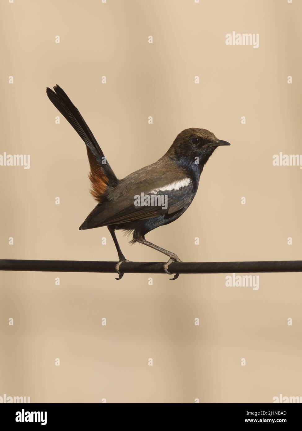 Robin indiano (Copsychus fulicatus) a Ahmedabad, Gujarat, India Foto Stock