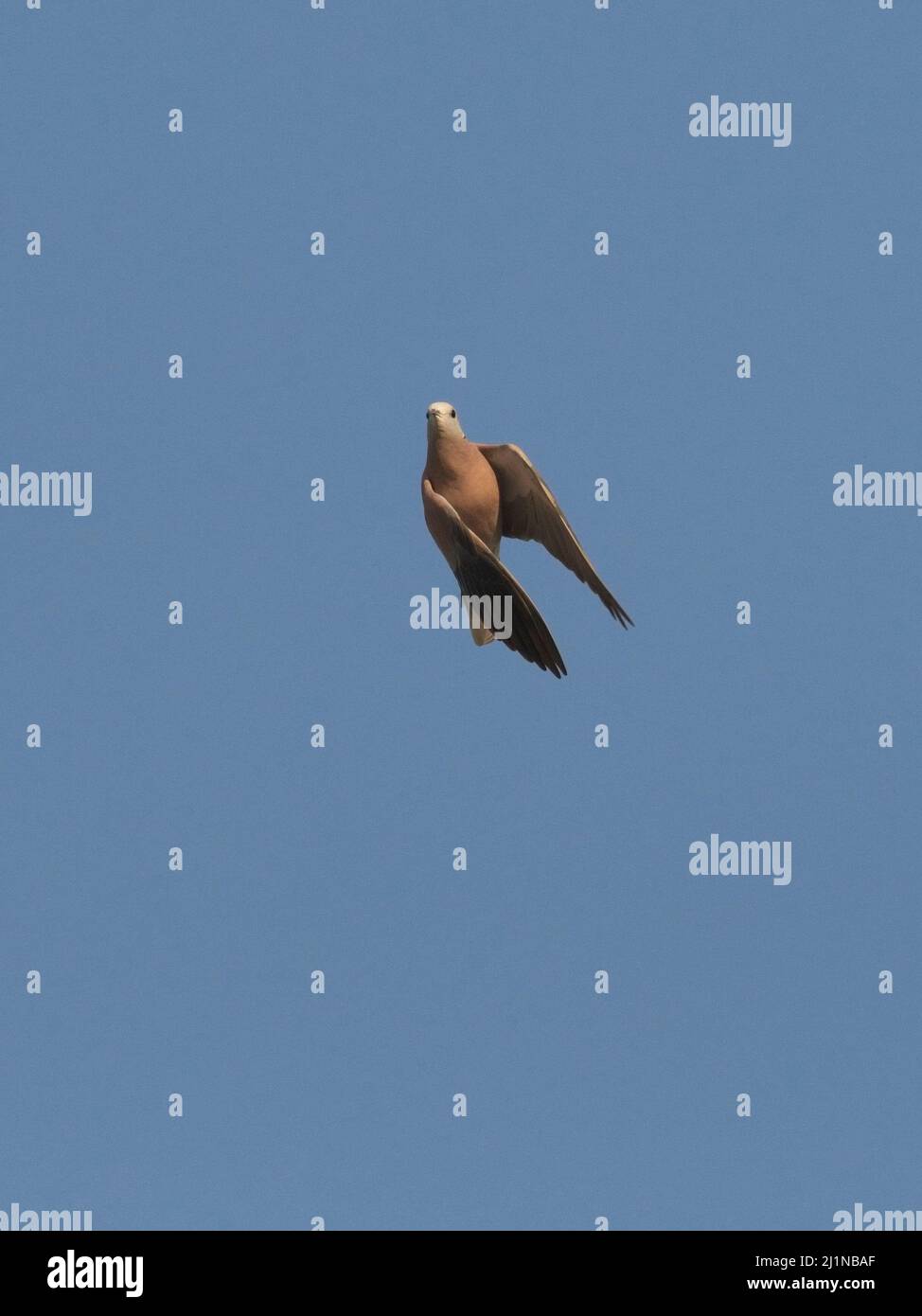 Colomba rossa (Streptopelia tranquebarica) in volo Foto Stock