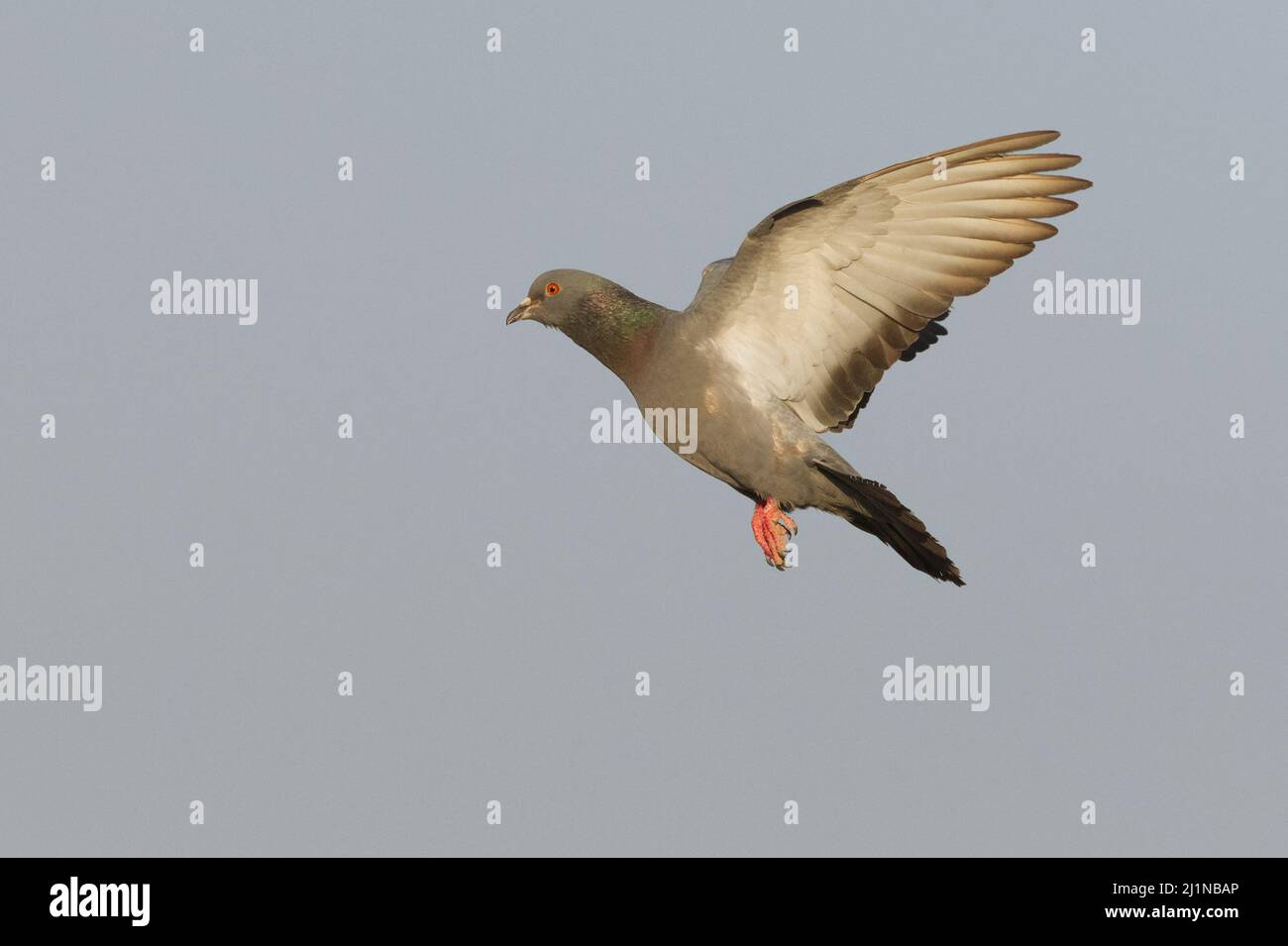 Rock Pigeon (Columba livia) in volo a Gujarat, India Foto Stock