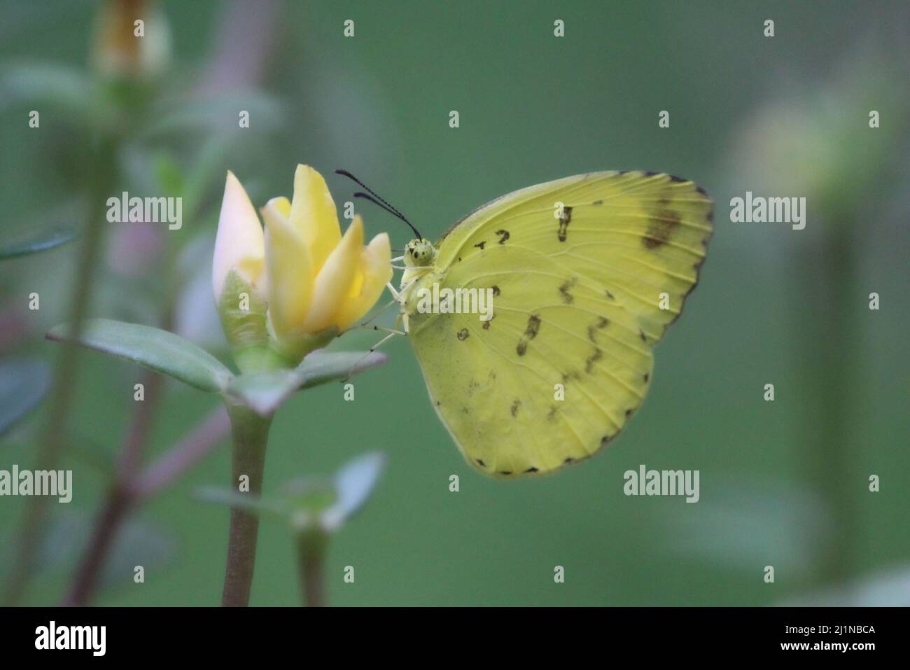 Una farfalla gialla arroccata su un fiore giallo Foto Stock
