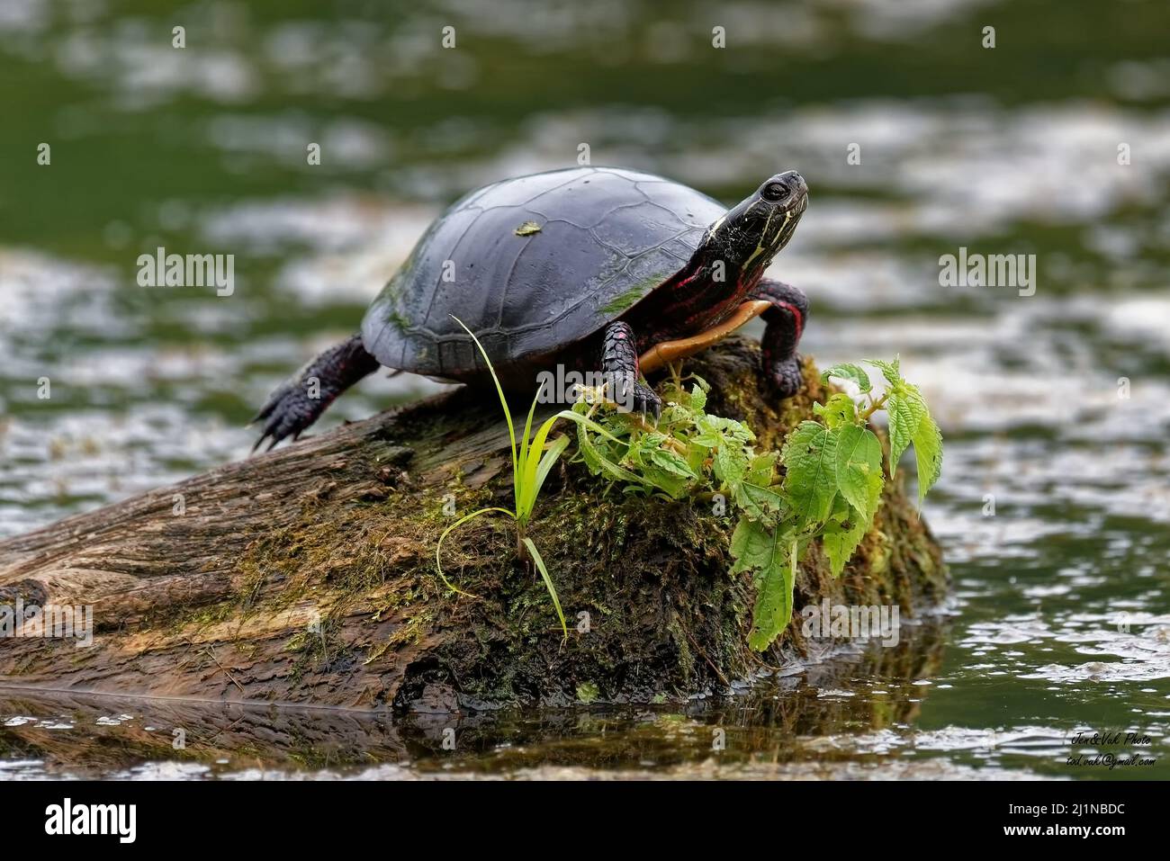 Una tartaruga europea di palude poggiata su una pietra fossile in un laghetto Foto Stock