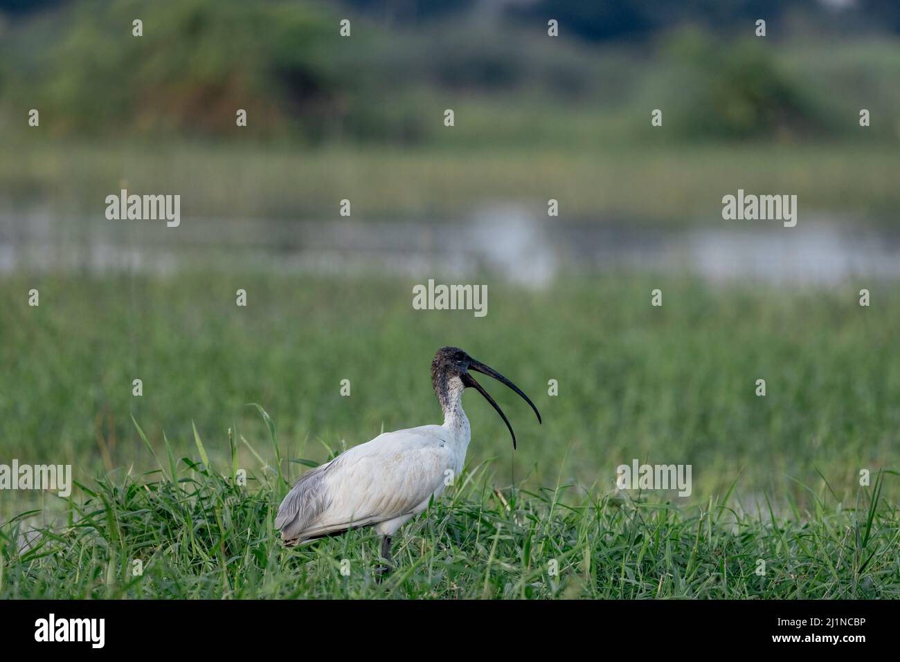 Ibis, Threskiornis melanocephalus, Maharashtra, India Foto Stock