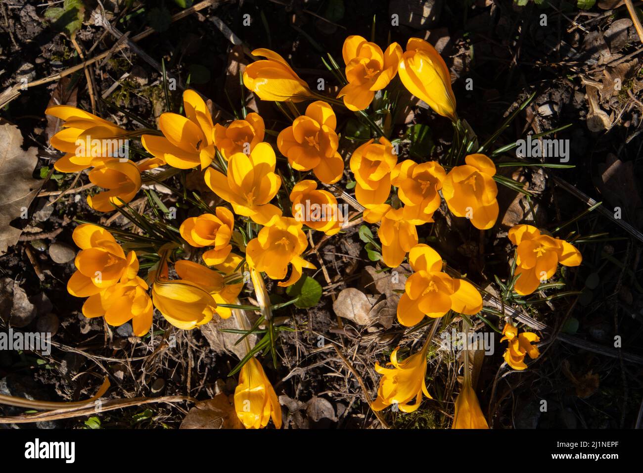 Gruppo di croco o zafferano gialli, croco flavus, sfondo floreale Foto Stock