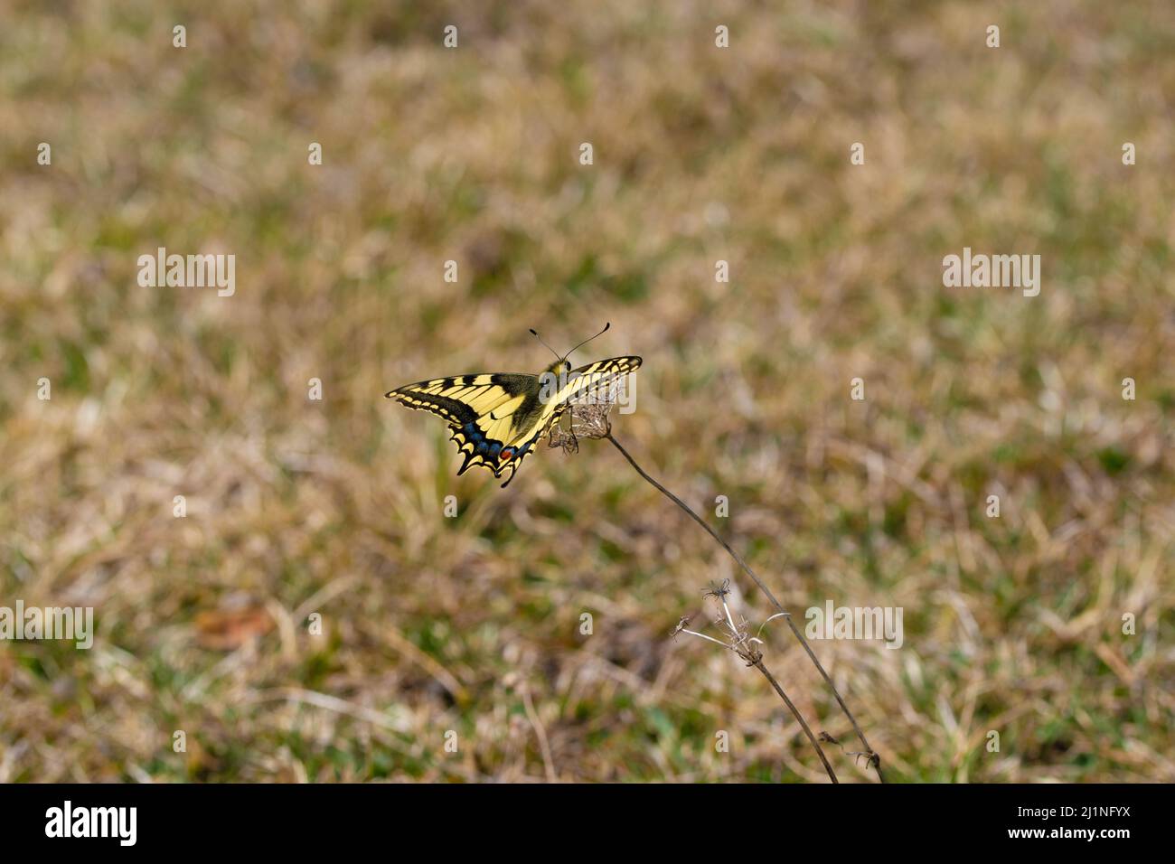 Un selettivo di una farfalla in un campo asciutto Foto Stock