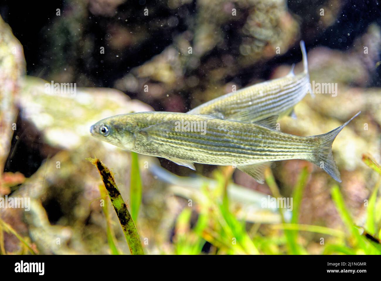 Il triglie di leaping (Chelon saliens) è una specie di pesce della famiglia Mugilidae. Si trova in acque costiere ed estuari nel nord-est degli Atlantici Foto Stock