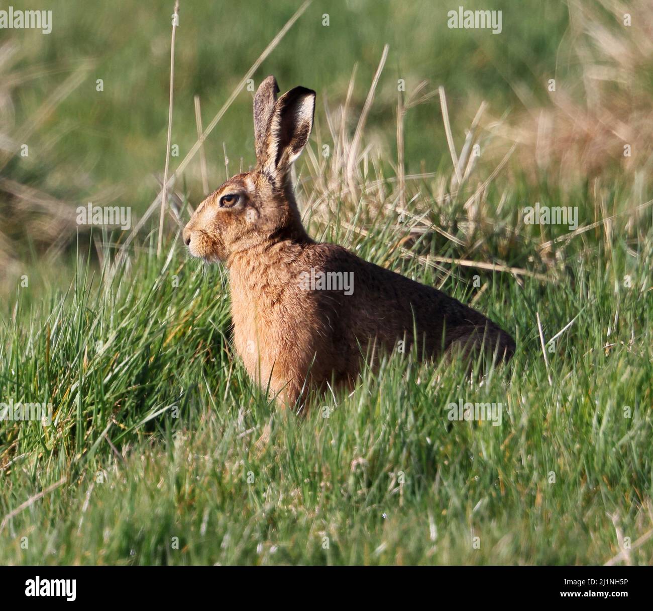 Lepre marrone nelle Cotswold Hills a Winchcombe in Gloucestershire Foto Stock