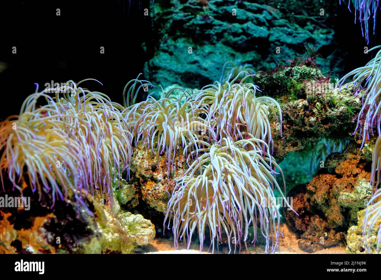 Snakelocks anemone (Anemonia viridis) nell'Acquario di Genova in Liguria Foto Stock