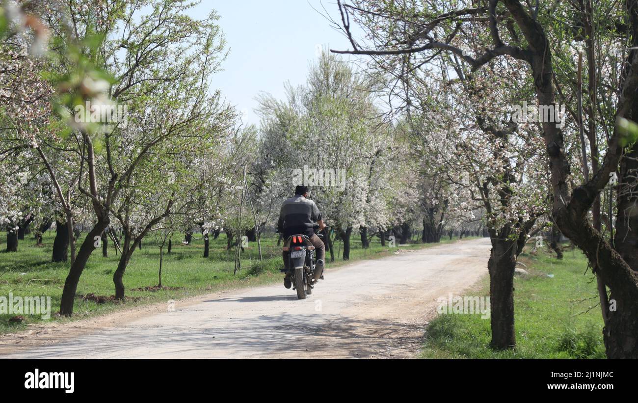 22 marzo 2022, Srinagar, Jammu e Kashmir, India: La stagione primaverile in lingua Kashmiri si chiama Sonth. Si tratta di un periodo di due lunghi mesi a partire da metà marzo e termina a metà maggio. La stagione risorge e dà vita al verde, alberi, fiori dopo il più freddo mesi invernali.durante la primavera, le piante cominciano a crescere di nuovo, nuove piantine germogliano dal terreno. (Credit Image: © Firdous Parray/Pacific Press via ZUMA Press Wire) Foto Stock