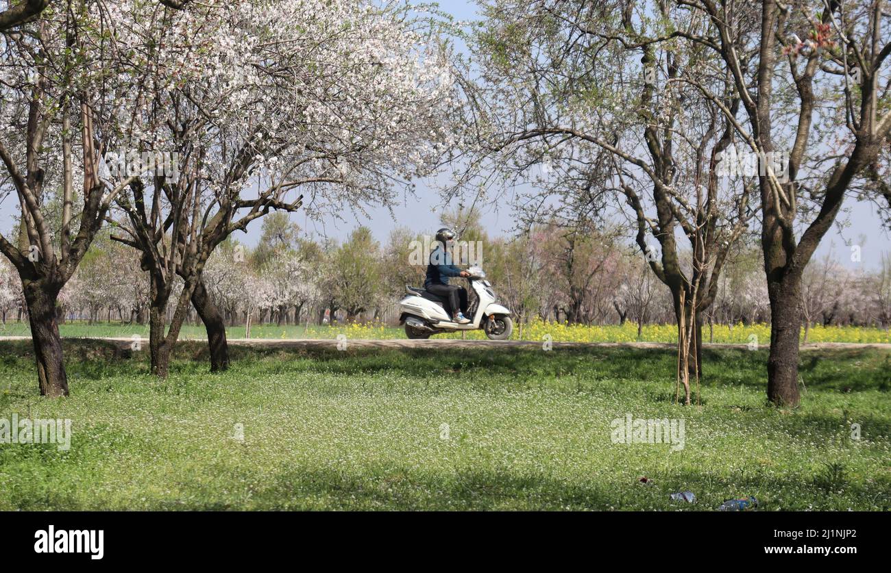 22 marzo 2022, Srinagar, Jammu e Kashmir, India: La stagione primaverile in lingua Kashmiri si chiama Sonth. Si tratta di un periodo di due lunghi mesi a partire da metà marzo e termina a metà maggio. La stagione risorge e dà vita al verde, alberi, fiori dopo il più freddo mesi invernali.durante la primavera, le piante cominciano a crescere di nuovo, nuove piantine germogliano dal terreno. (Credit Image: © Firdous Parray/Pacific Press via ZUMA Press Wire) Foto Stock