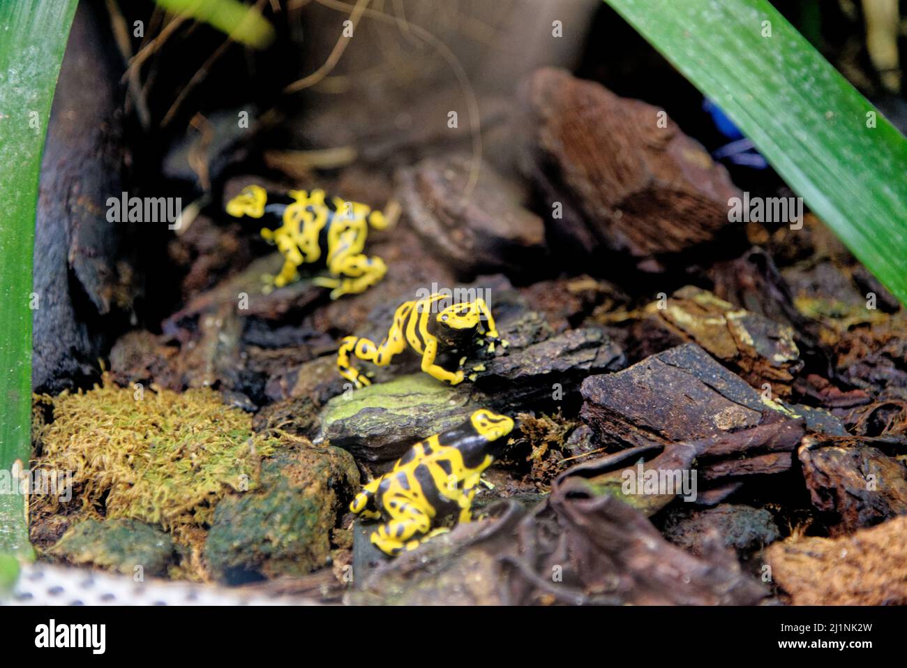 Rana velena gialla a bande gialle o a testa gialla (Dendrobates leucomelas), nota anche come rana velena di Bumblebee. Acquario di Genova, Liguri Foto Stock