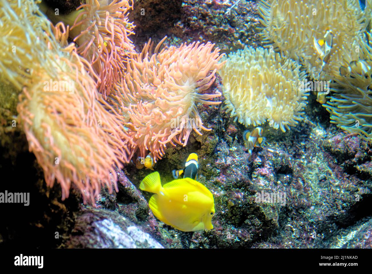 Bella barriera corallina colorata e pesci tropicali sott'acqua nell'Acquario di Genova, in Liguria, Italia Foto Stock