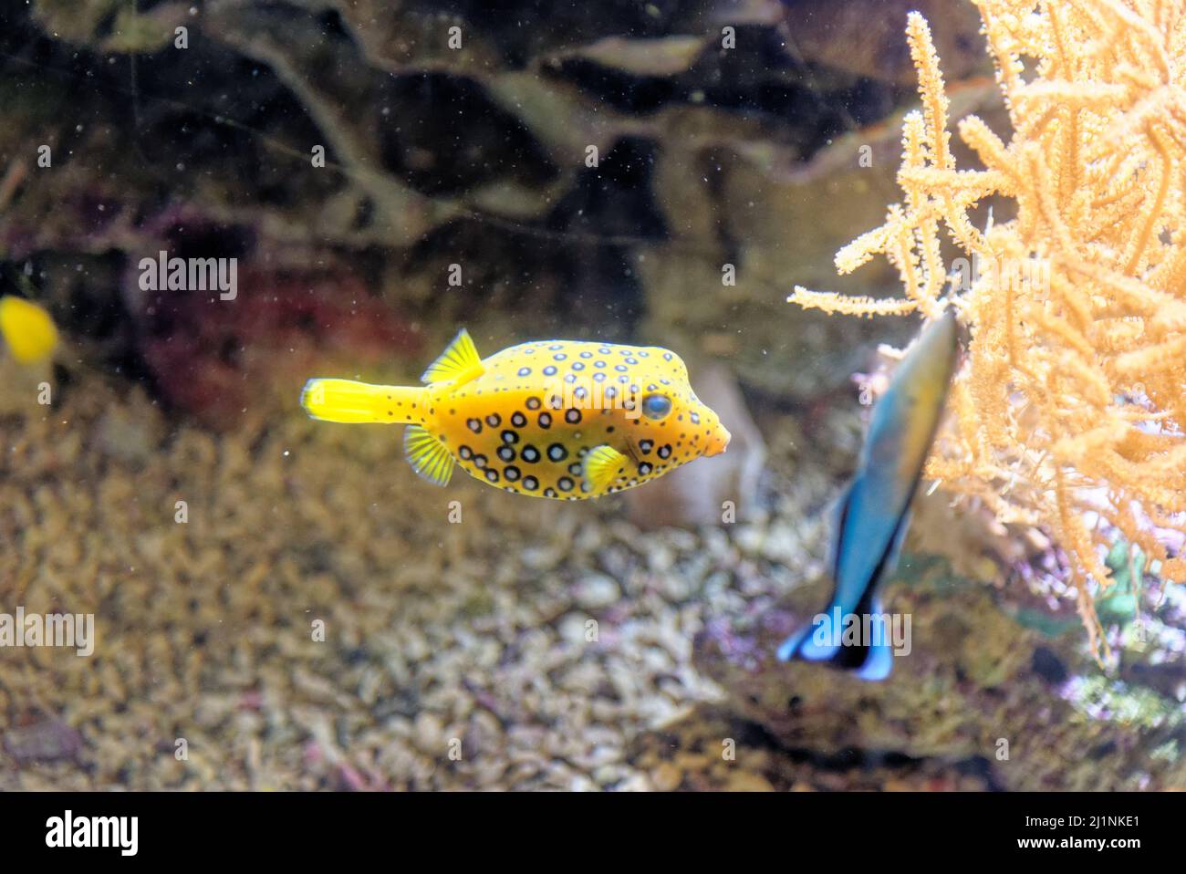 Bella barriera corallina colorata e pesci tropicali sott'acqua nell'Acquario di Genova, in Liguria, Italia Foto Stock