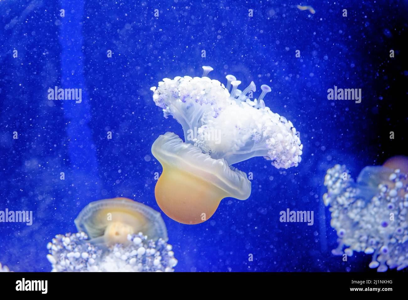 Cotylorhiza tuberculata - specie di medusa, del phylum Cnidaria, noto anche come medusa mediterranea, gelatina mediterranea Foto Stock