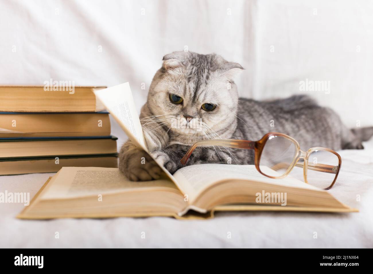 Il gatto inquisitivo giace sul libro aperto, girando attraverso le pagine Foto Stock