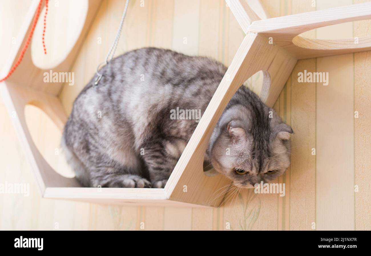 gray scottish fold gatto interessato con perline appese mentre si cammina su scaffale in legno montato a parete Foto Stock