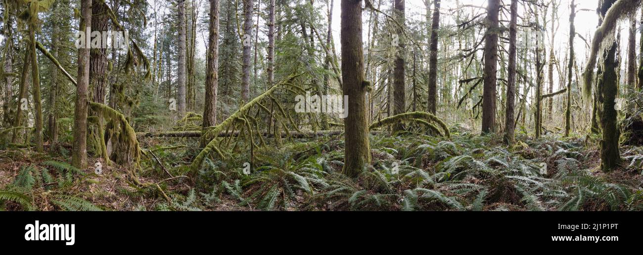 Muschi e altre crescita epifitica coprono la vecchia foresta pluviale di crescita trovata vicino a Mount Hood, Oregon. Queste foreste temperate offrono habitat per molte specie. Foto Stock