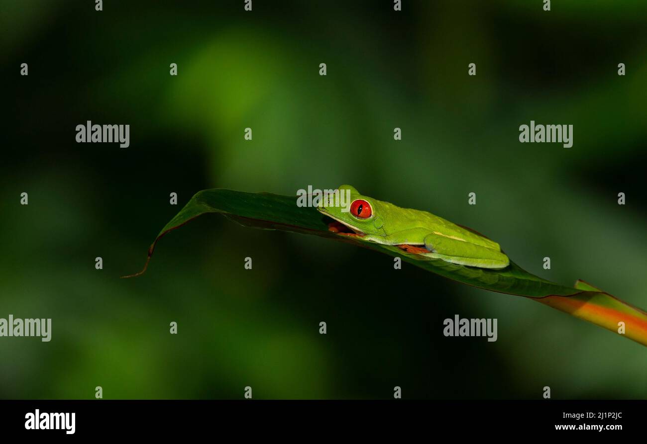 Rana di albero con occhi rossi (Agalichnis callidryas) (soggetto controllato) Foto Stock