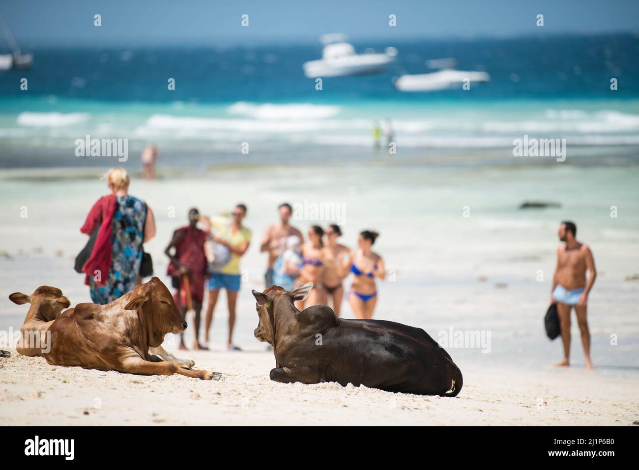 Zanzibar City, Tanzania-Gennaio 02,2019: Mucche provenienti da fattorie locali vagano liberamente le spiagge dell'isola di Zanzibar. Foto Stock