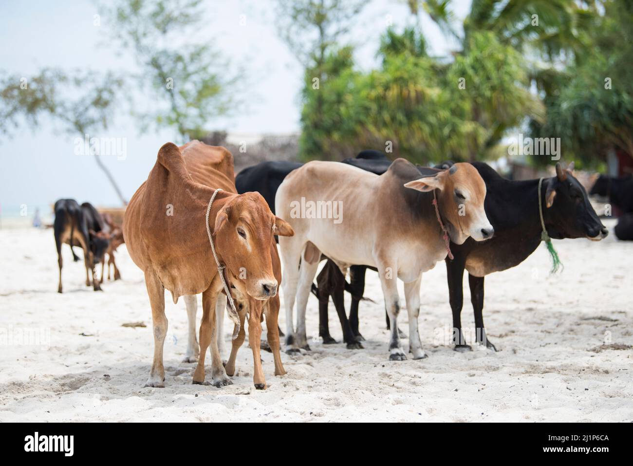 Zanzibar City, Tanzania-Gennaio 02,2019: Mucche provenienti da fattorie locali vagano liberamente le spiagge dell'isola di Zanzibar. Foto Stock