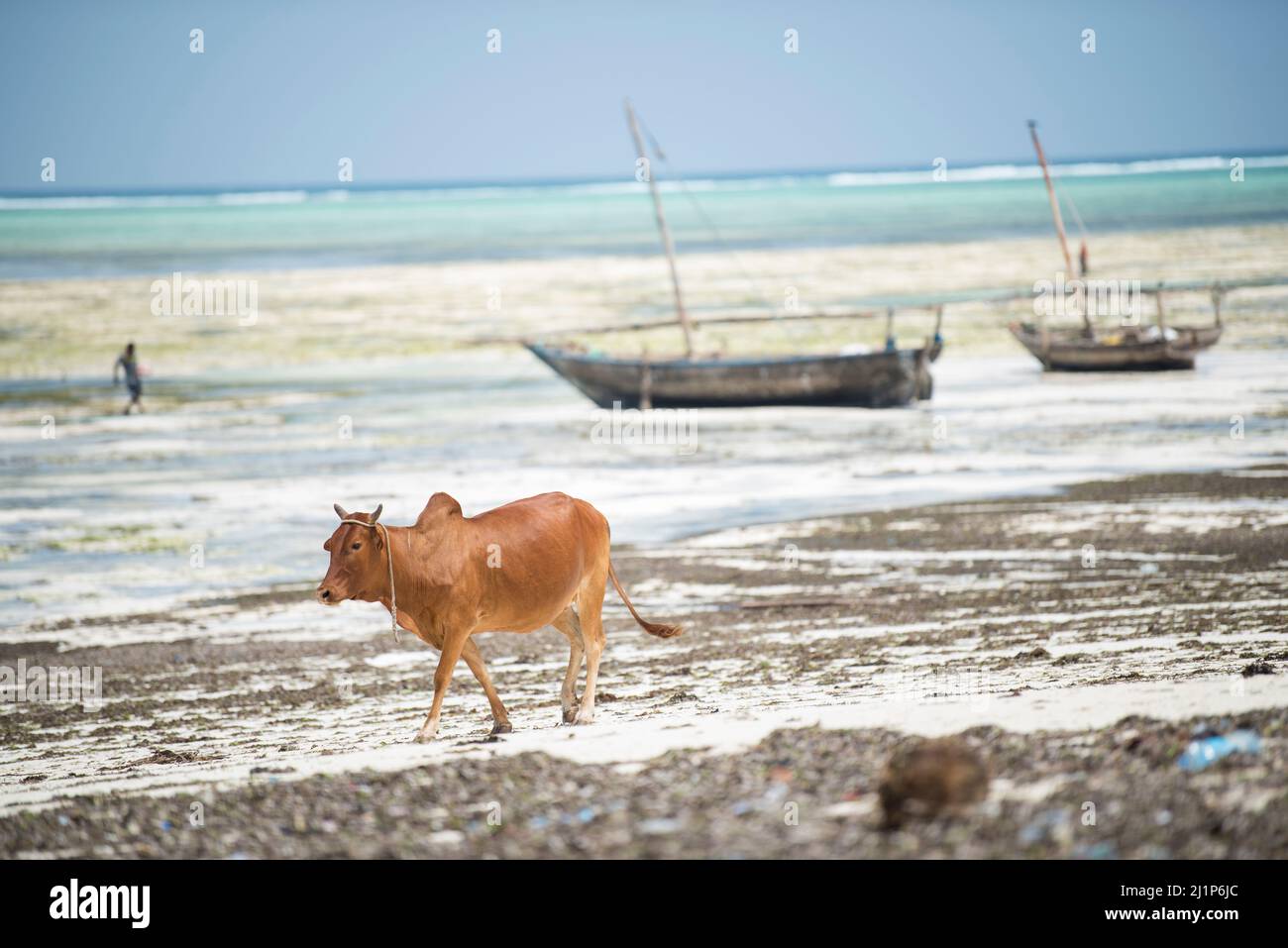 Zanzibar City, Tanzania-Gennaio 02,2019: Mucche provenienti da fattorie locali vagano liberamente le spiagge dell'isola di Zanzibar. Foto Stock