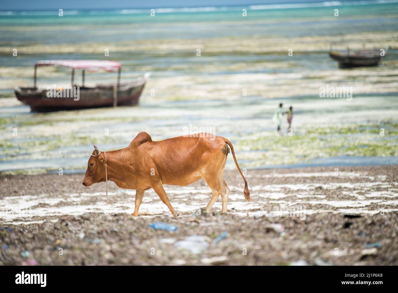 Zanzibar City, Tanzania-Gennaio 02,2019: Mucche provenienti da fattorie locali vagano liberamente le spiagge dell'isola di Zanzibar. Foto Stock