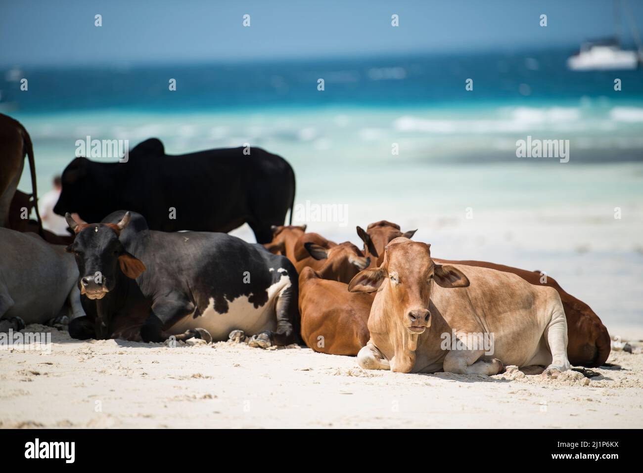 Zanzibar City, Tanzania-Gennaio 02,2022: Mucche provenienti da fattorie locali vagano liberamente le spiagge dell'isola di Zanzibar. Foto Stock
