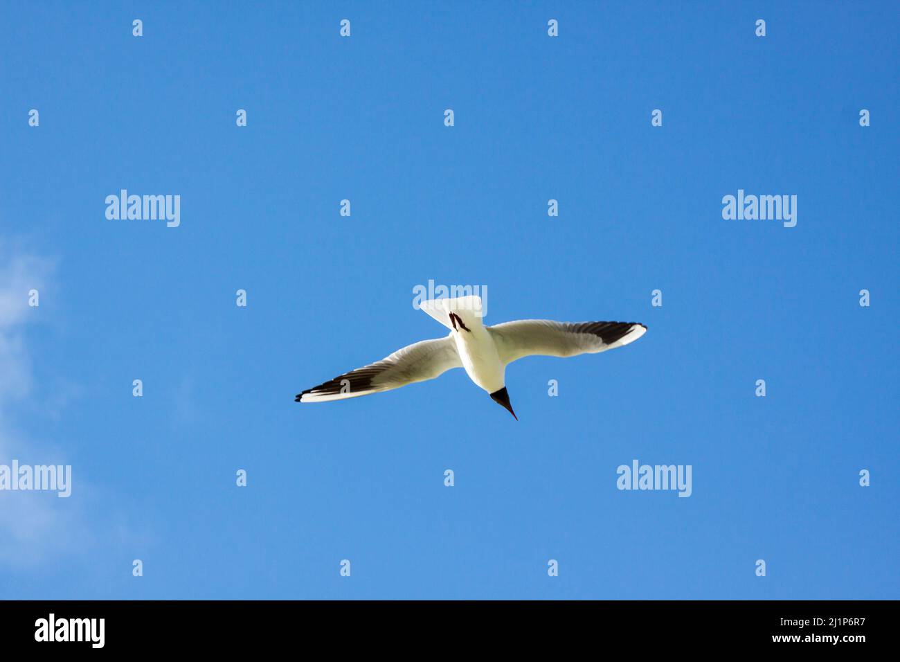 gabbiano a testa nera Foto Stock