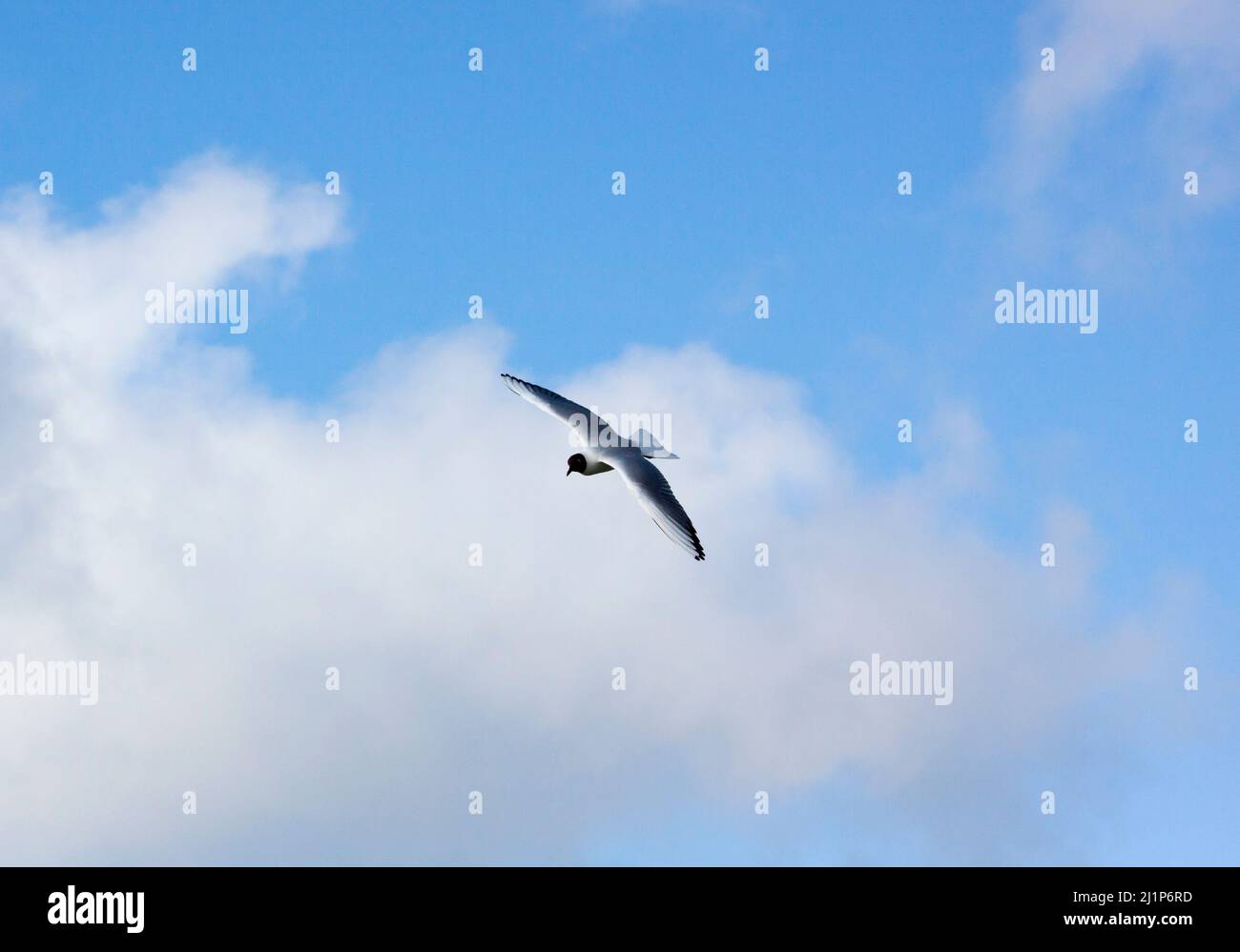 gabbiano a testa nera Foto Stock