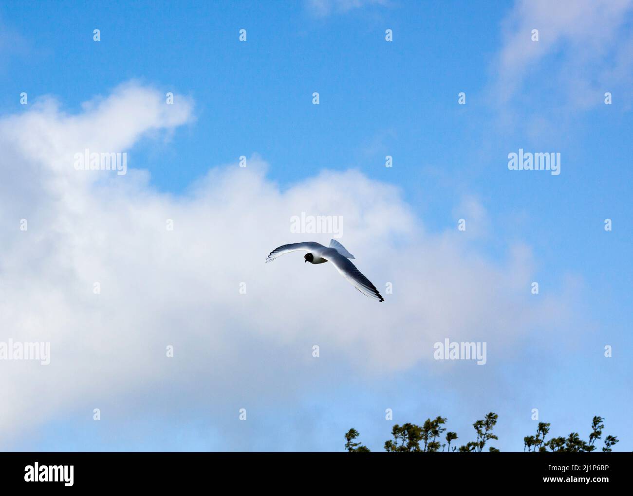 gabbiano a testa nera Foto Stock