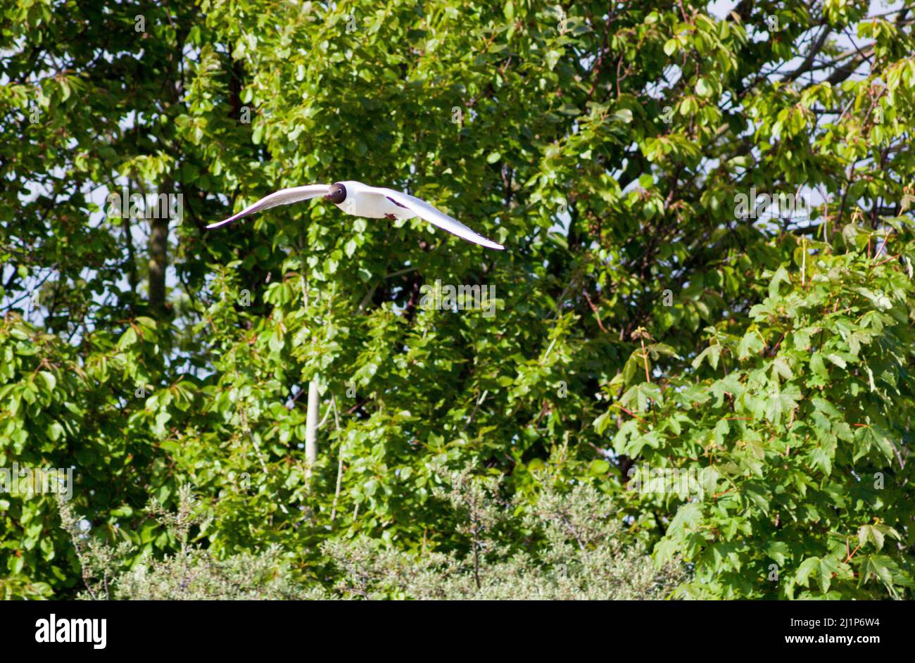 volo basso, gabbiano, gabbiano a testa nera Foto Stock