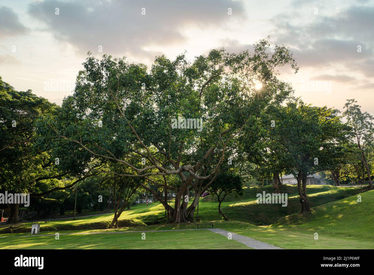 Grande crescita di alberi e tramonto brillano attraverso il parco pubblico Foto Stock