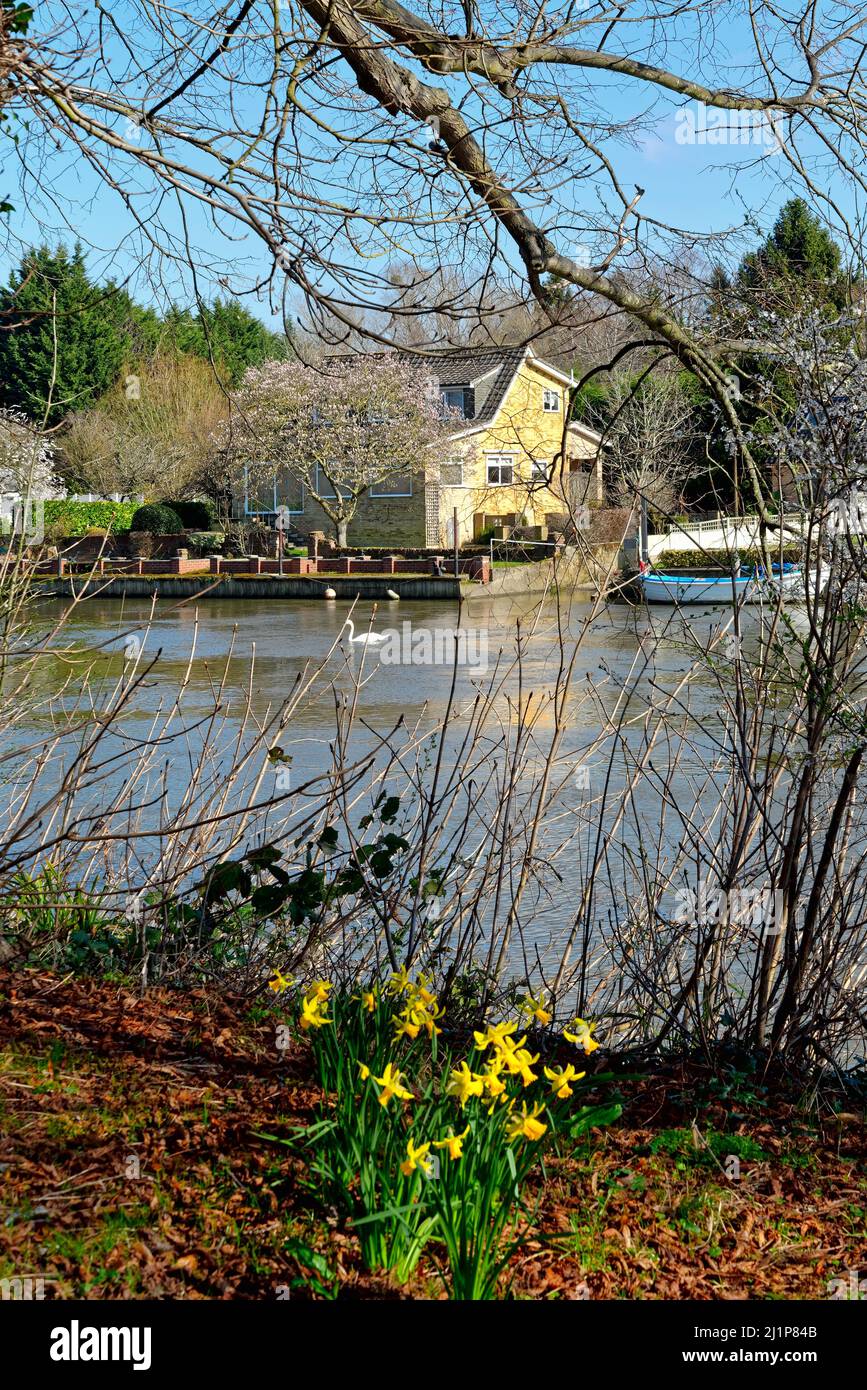 Riverside case sul Tamigi a Old Windsor in una soleggiata primavera Berkshire Inghilterra Regno Unito Foto Stock