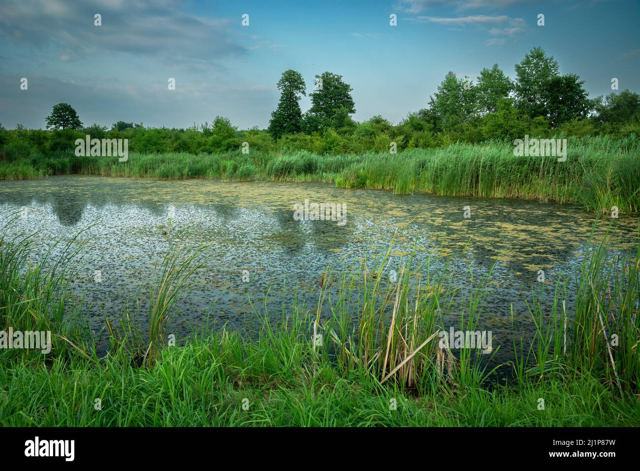 Un laghetto con canne verdi e vegetazione fitta, Stankow, Polonia Foto Stock