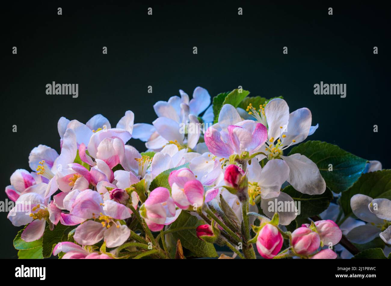 Ramo di albero di Apple con fiori in fiore primo piano. Fiore Fruit Tree Branch sfondo. Foto Stock