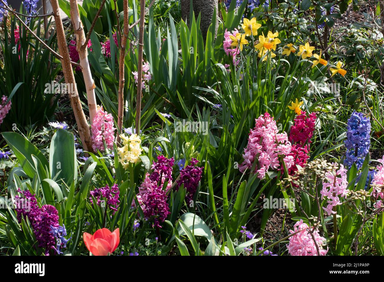 Giacinti in giardino letto di fiori Foto Stock