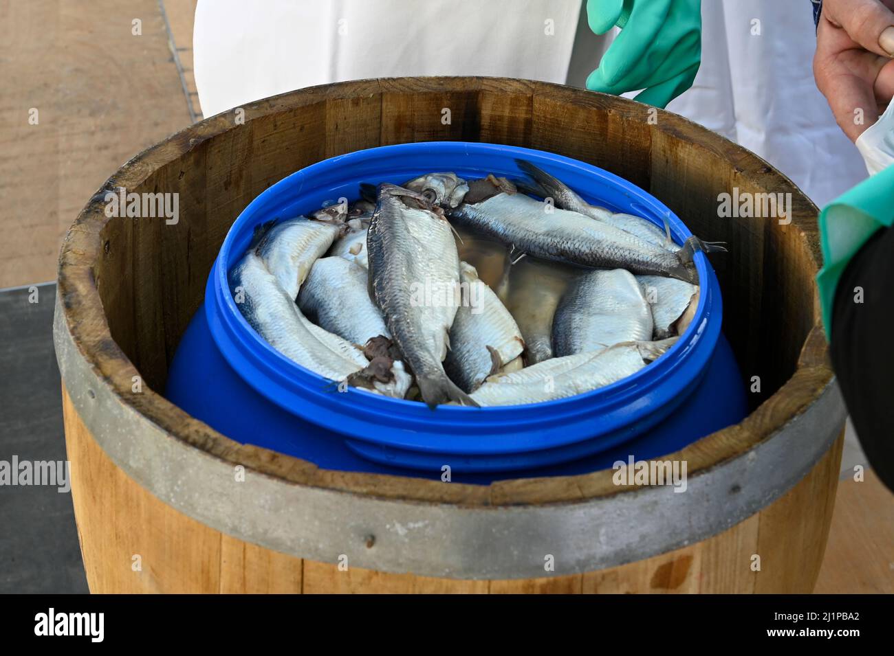 Verden, Germania. 27th Mar 2022. Le aringhe giacciono in un barile di salamoia come donazione di Lätare sulla piazza del municipio di Verden. Si dice che il pirata Störtebeker abbia reso il Mare del Nord e il Mar Baltico poco sicuri nel 14th secolo, ma non vi è alcuna storia di lui. La tradizionale alimentazione della popolazione a Verden risale ad una presunta eredità da lui. Credit: Karsten Klama/dpa/Alamy Live News Foto Stock