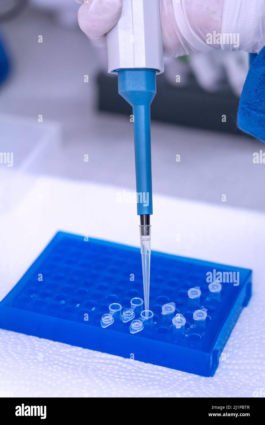 Mano in laboratorio micropipette a spostamento d'aria che riempiono una provetta di reazione incolore. Foto Stock