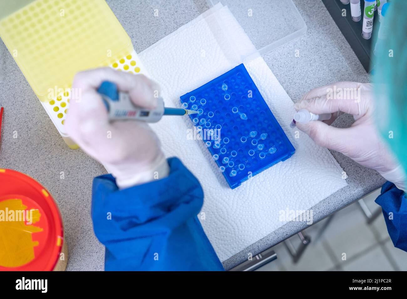 Scienziati di laboratorio medici in laboratorio che utilizzano micropipette a spostamento d'aria che riempiono una provetta di reazione incolore. Foto Stock