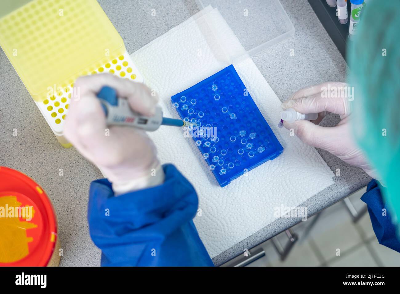 Scienziati di laboratorio medici in laboratorio che utilizzano micropipette a spostamento d'aria che riempiono una provetta di reazione incolore. Foto Stock
