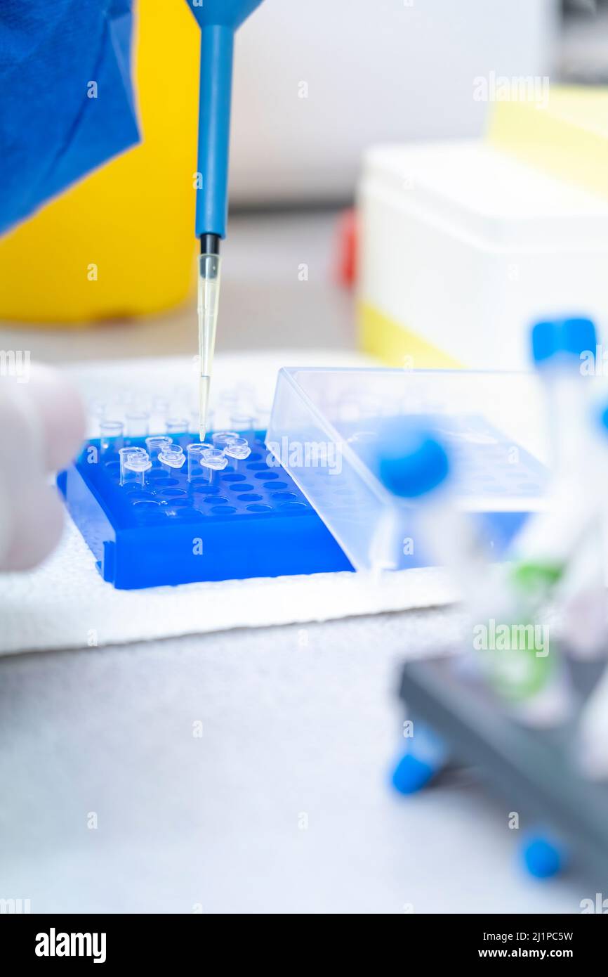 Mano in laboratorio micropipette a spostamento d'aria che riempiono una provetta di reazione incolore. Foto Stock