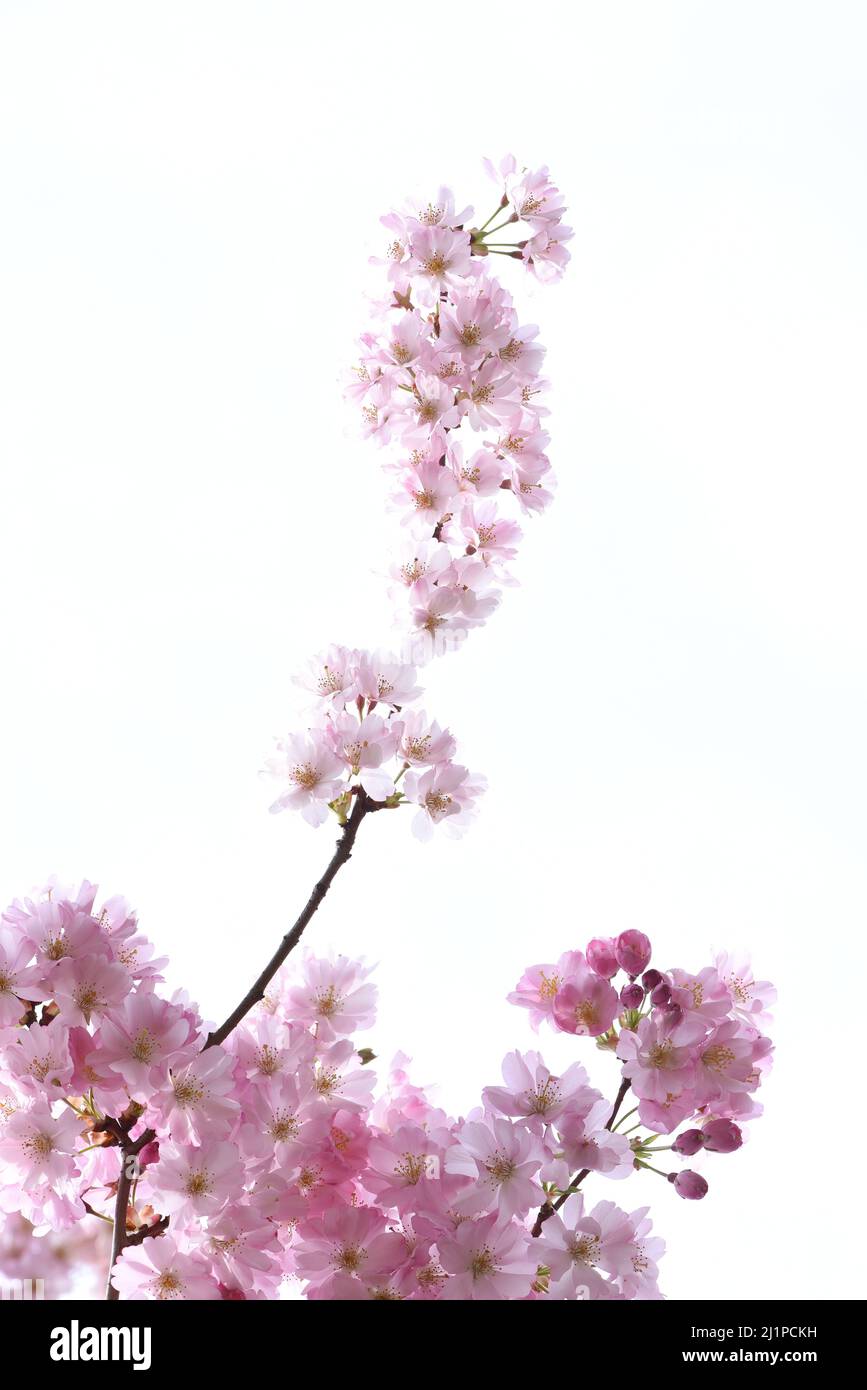 Un segno sicuro di primavera, fiori rosa ciliegia fiore su un albero su una strada a Victoria, Britsih Columbia, Canada sull'isola di Vancouver. Foto Stock